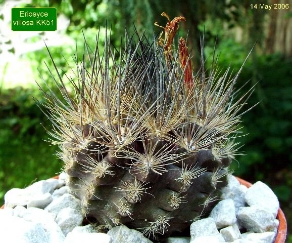 Eriosyce _villosa KK51 _01